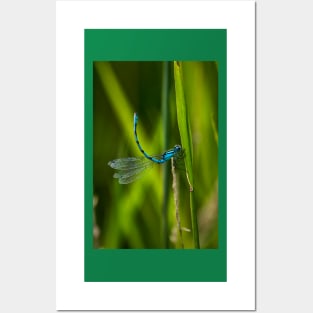 Common Blue Damselfly Posters and Art